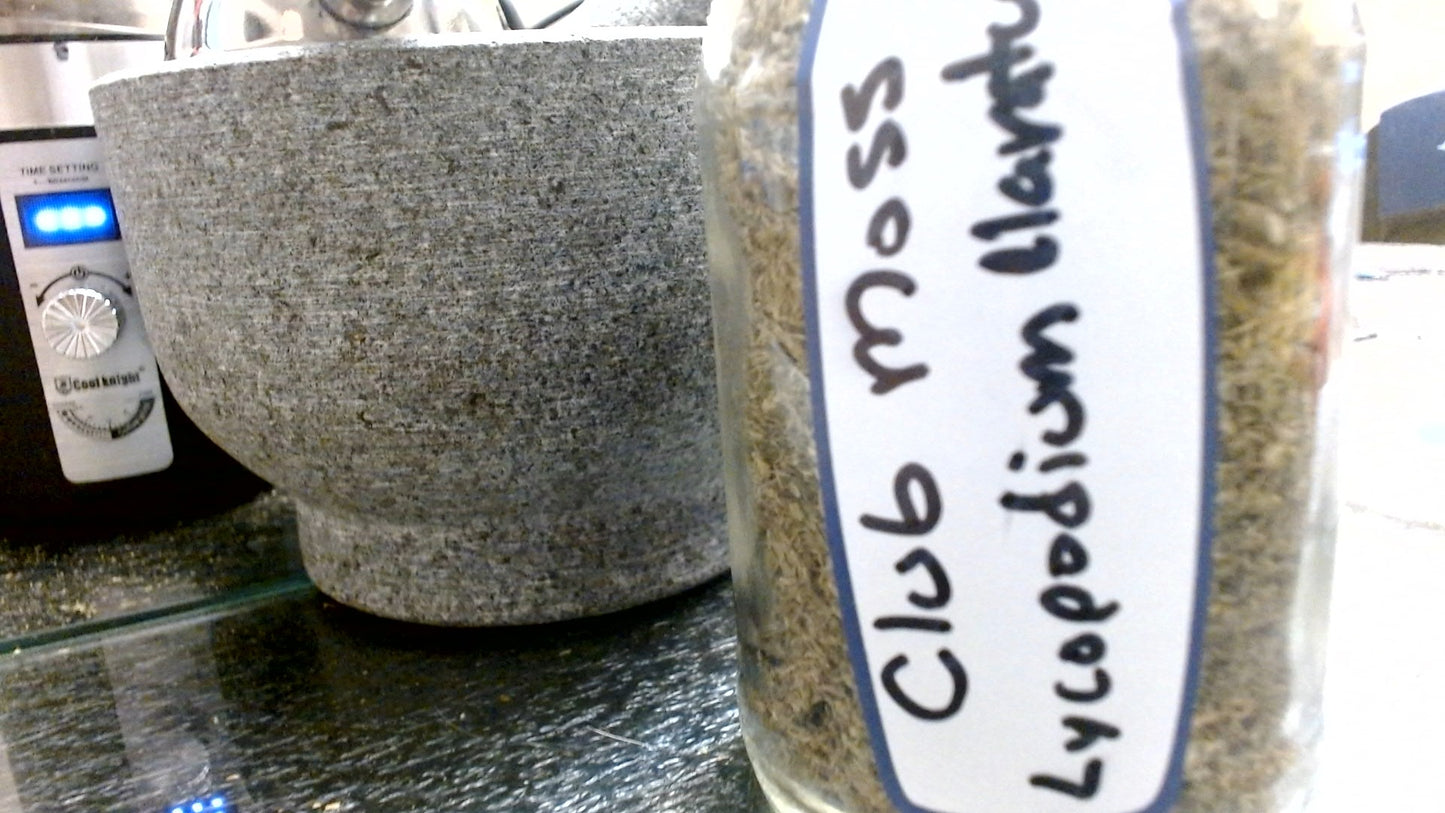 Club Moss (Lycopodium clavatum)