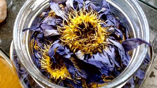 Egyptian Blue Lotus Whole Flower (night-time)