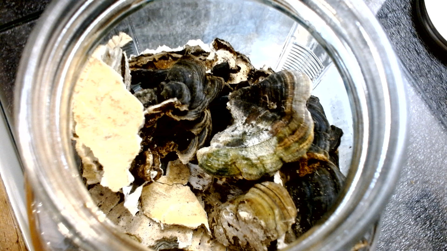 Turkey Tail Mushrooms