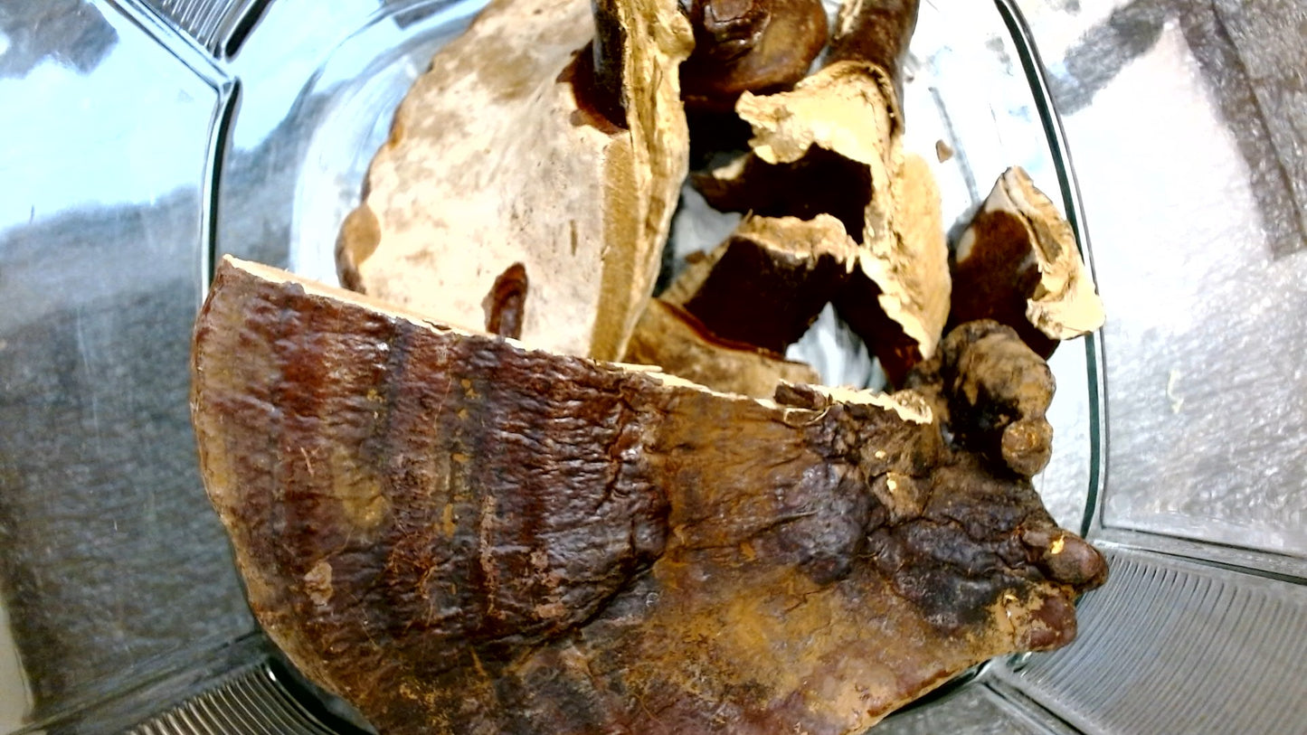 Red Reishi Mushrooms